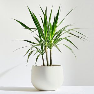 Desert Bloom